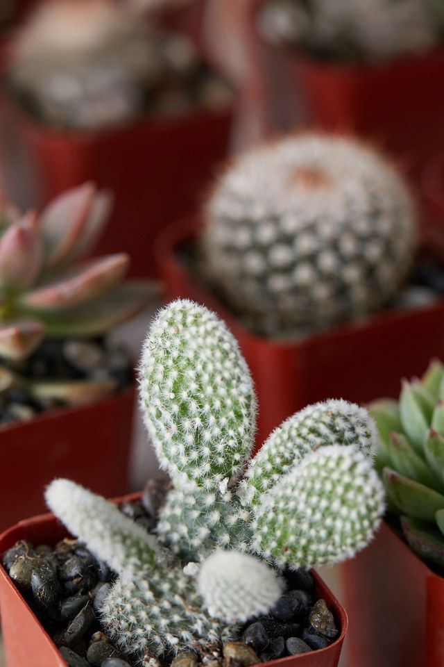 Succulent + Cactus Collection, Set of 12 | Terrain