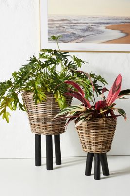 Rhubarb Basket Planter
