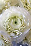 Ranunculus ‘Tecolote White’ Bulbs #1