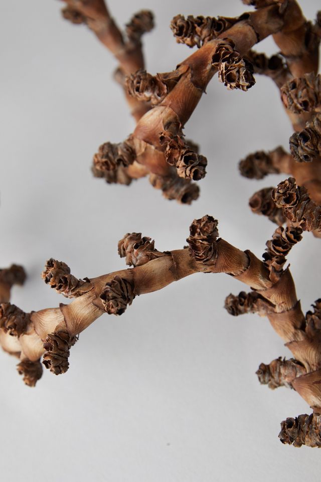 Twisted Ladder Branch #2