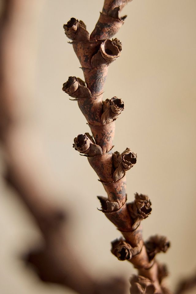 Twisted Ladder Branch #1