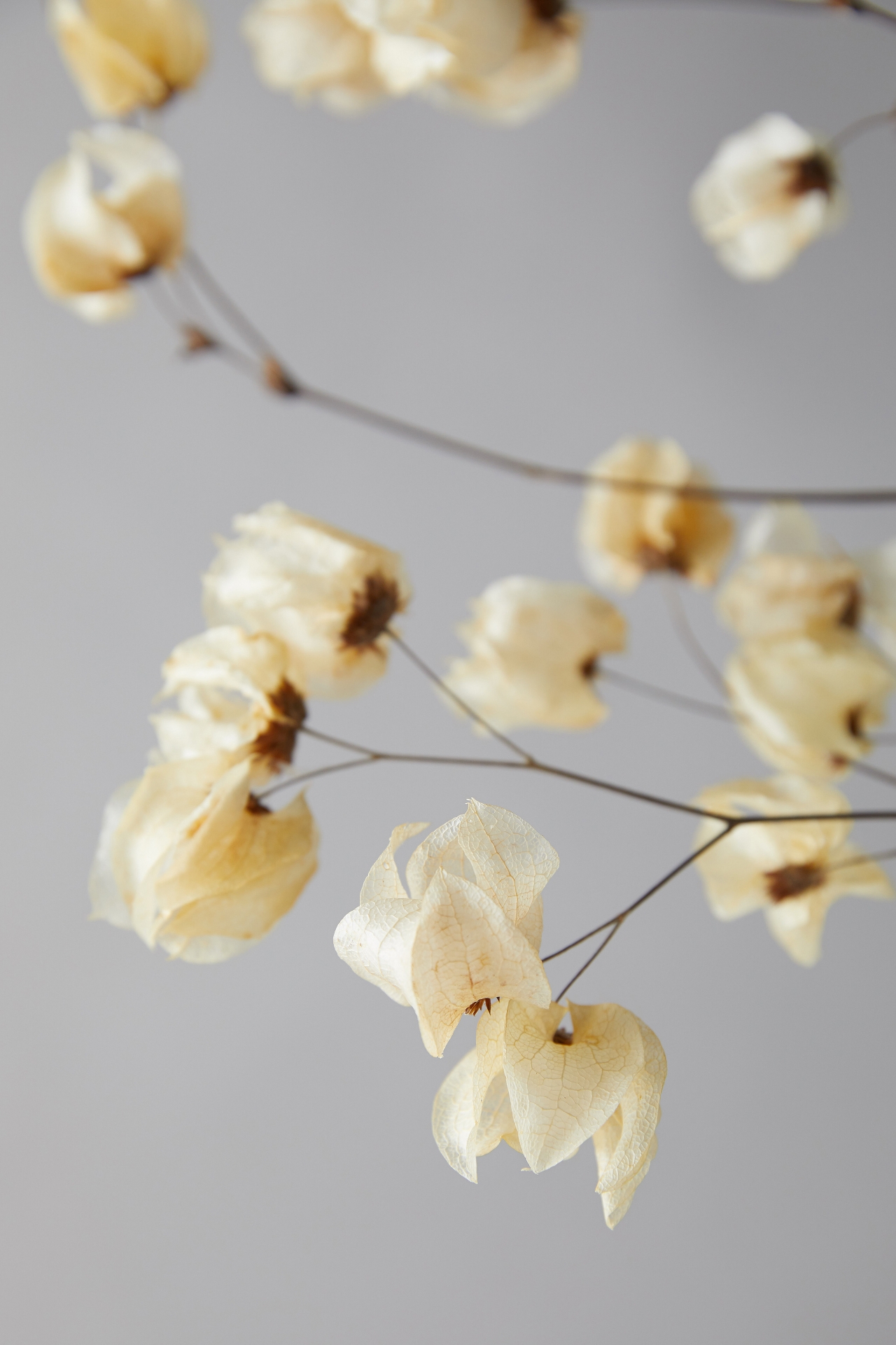 Bougainvillea Blossom Bunch