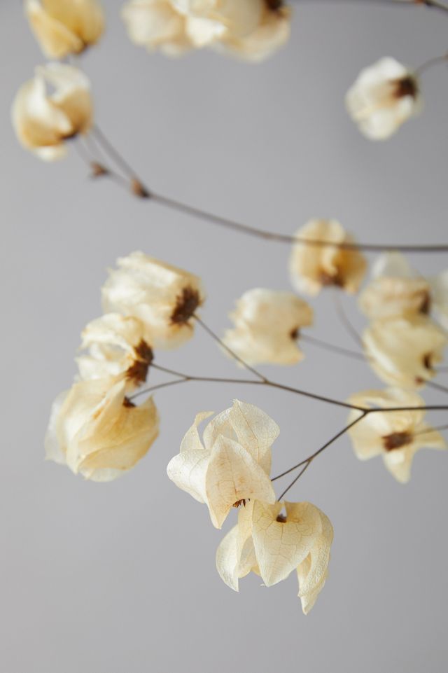 Bougainvillea Blossom Bunch #2
