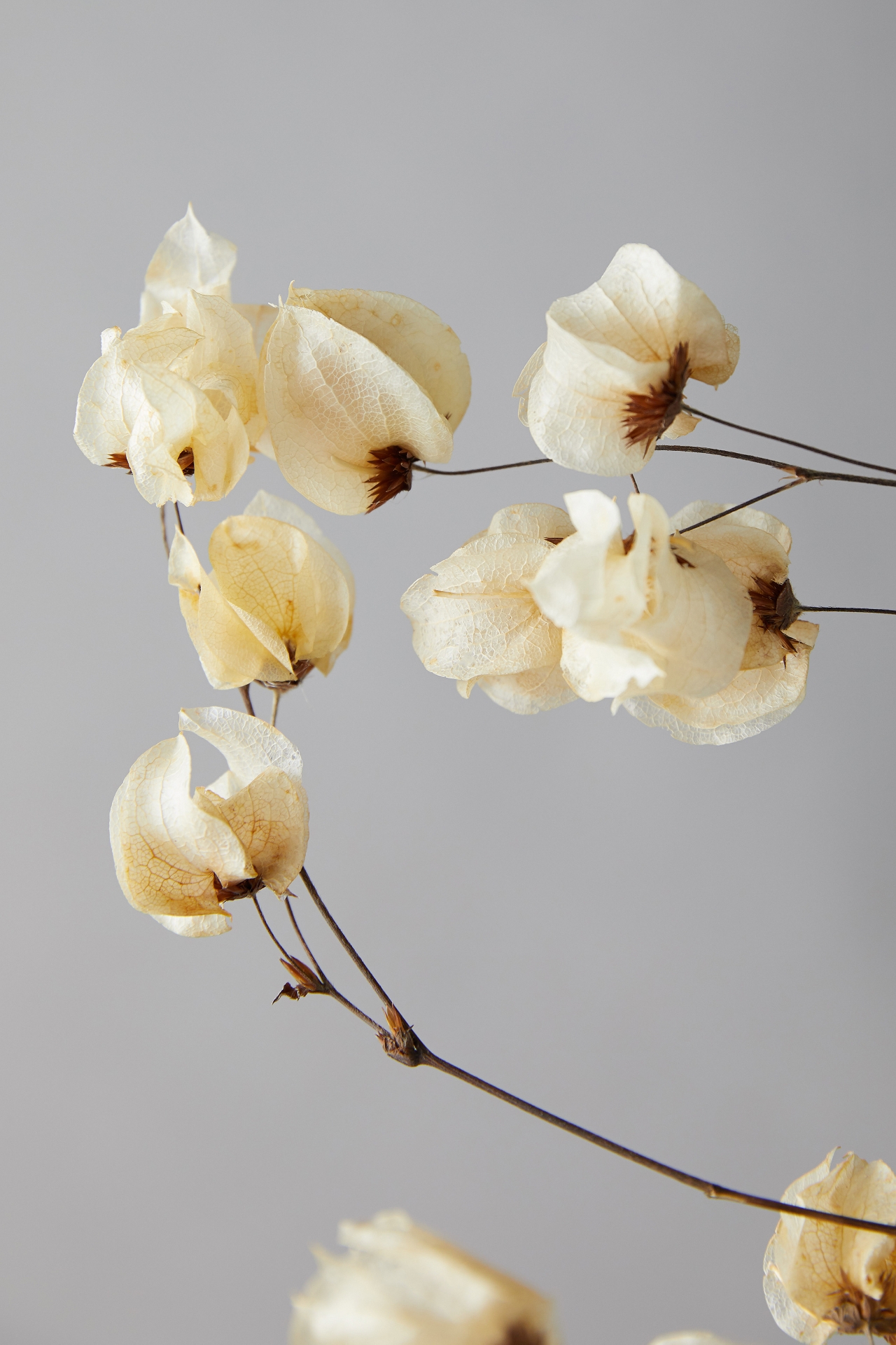 Bougainvillea Blossom Bunch