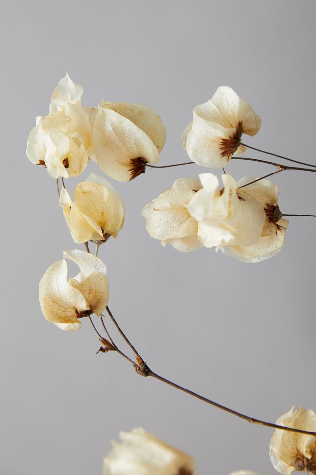 Bougainvillea Blossom Bunch #3