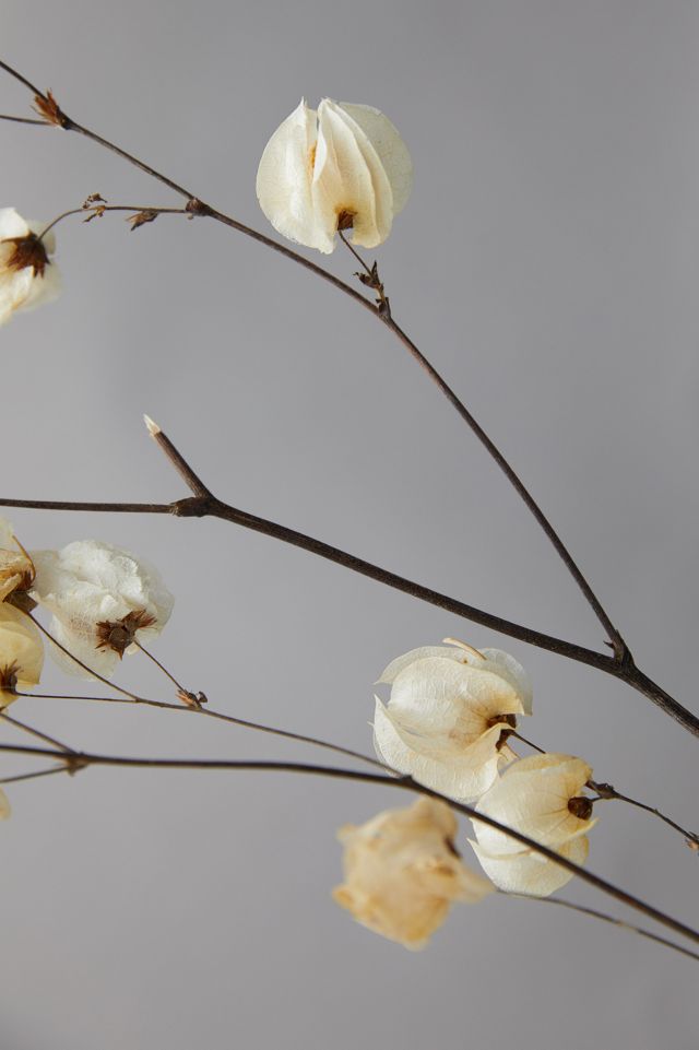Bougainvillea Blossom Bunch #4