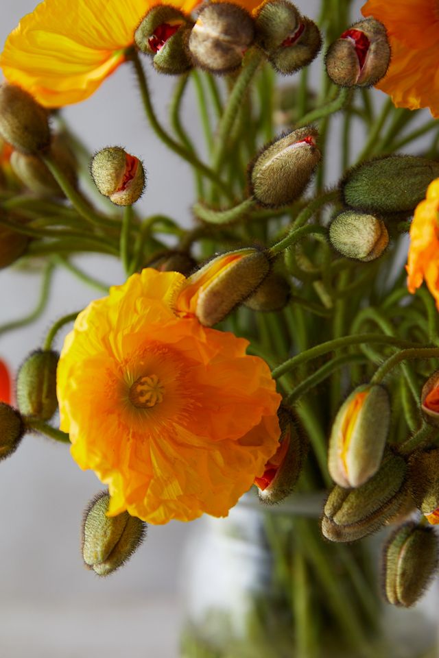 Fresh Poppy Bunch #1