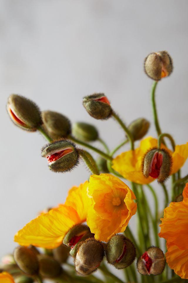 Fresh Poppy Bunch #2