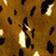 CITRINE OCELOT
