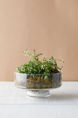 Low Round Bowl Terrarium