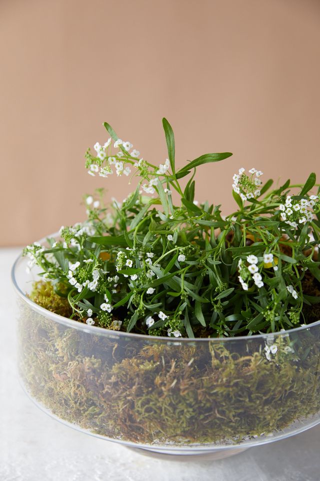 Low Round Bowl Terrarium #2