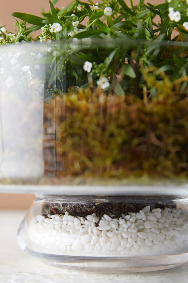 Low Round Bowl Terrarium #3