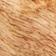GINGER PATCHOULI