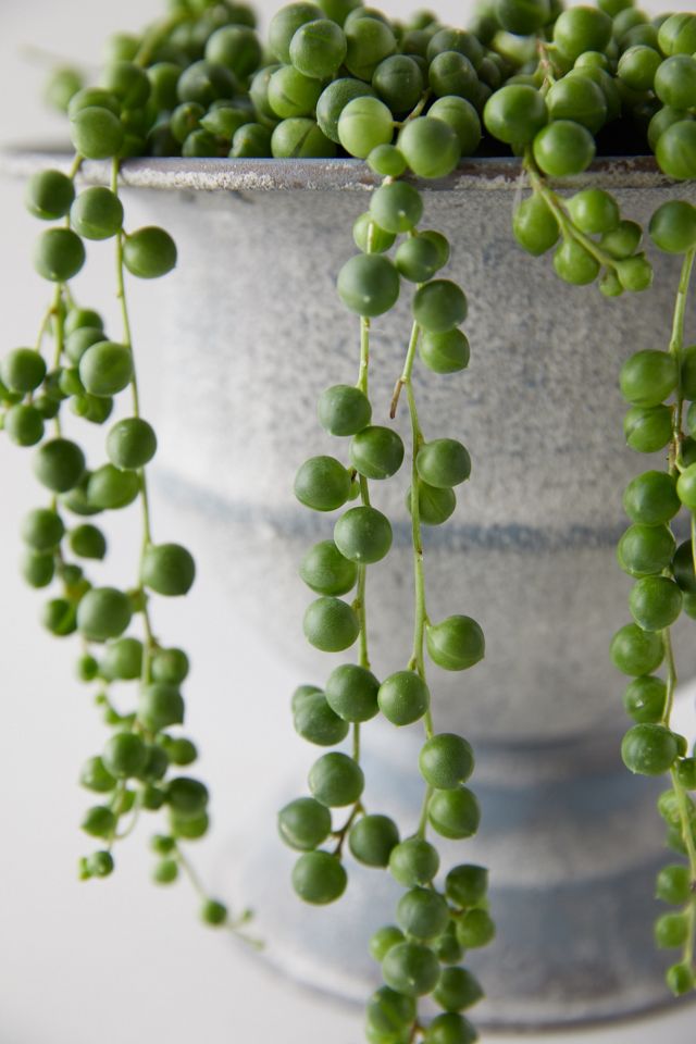 String of Pearls, Metal Urn #1