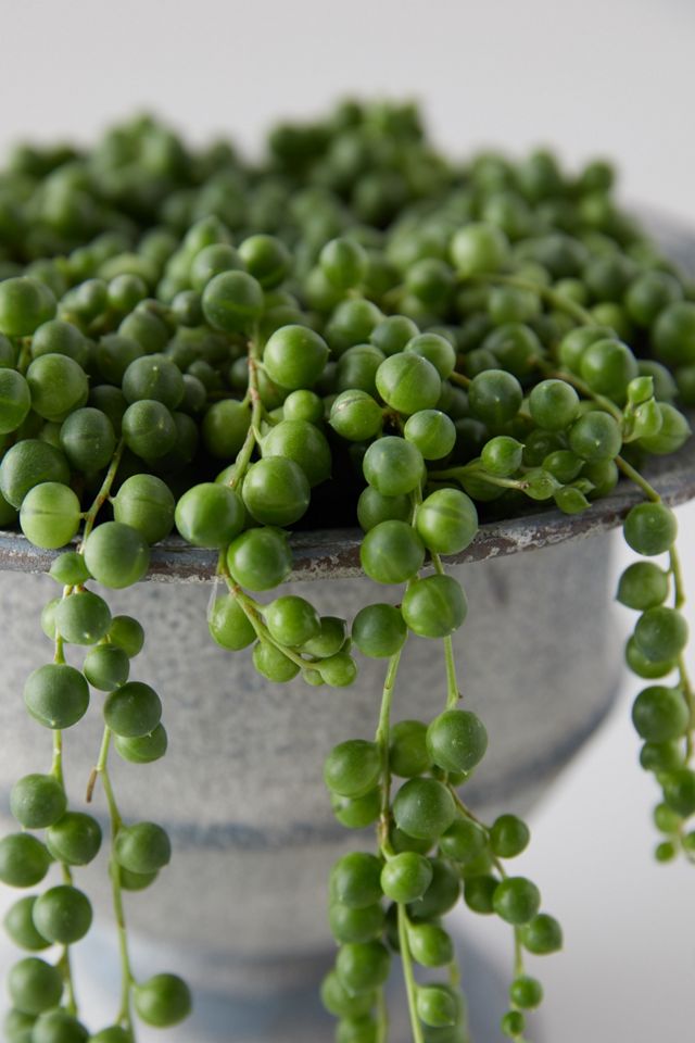 String of Pearls, Metal Urn #3