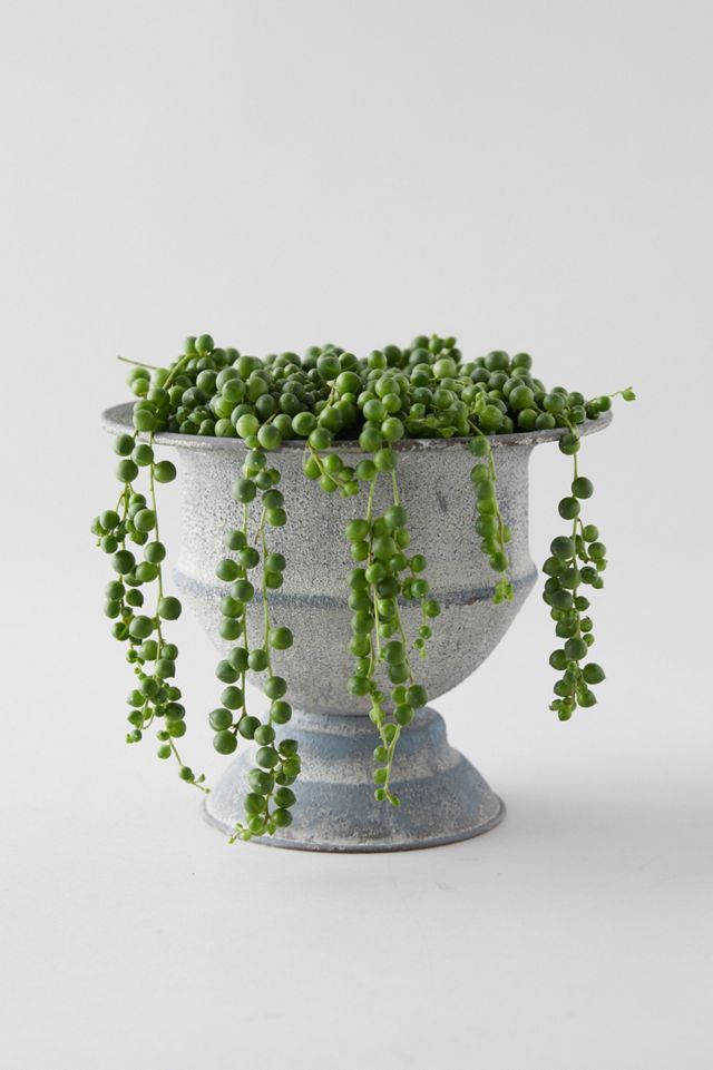 String of Pearls, Metal Urn