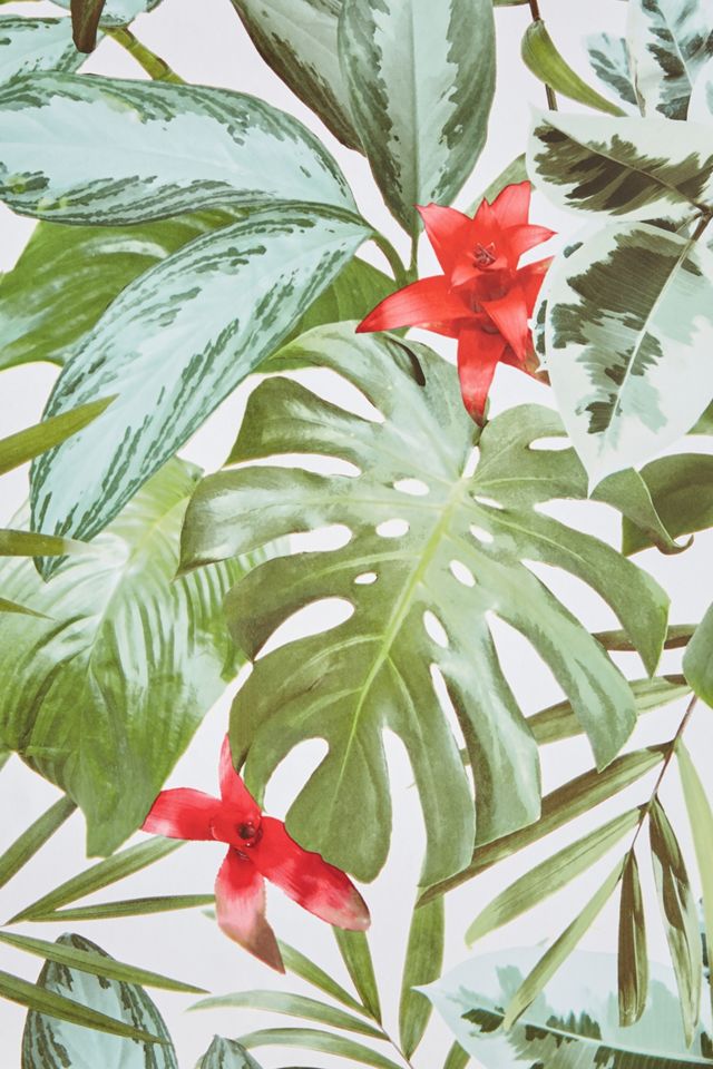 Rainforest Wallpaper #2