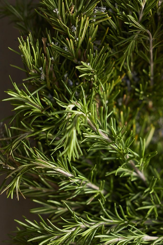 Fresh Rosemary Wreath #1