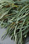 Fresh Eucalyptus Wreath #2
