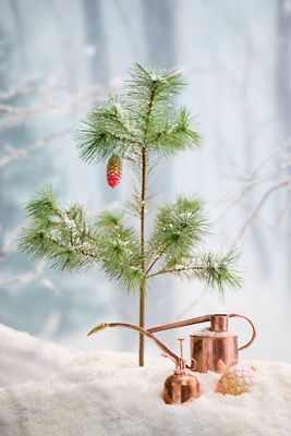 Haws Rowley Ripple Copper Watering Can + Mister Gift Set