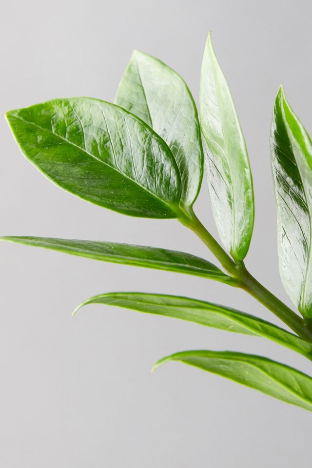 ZZ Plant, Jute Pot #1