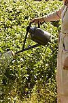 Haws Traditional Watering Can
