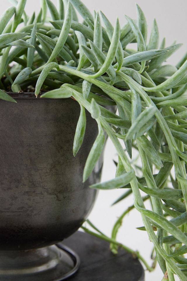 Senecio Plant, Black Urn #1