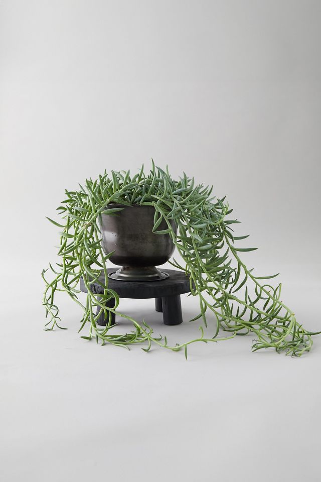 Senecio Plant, Black Urn #2