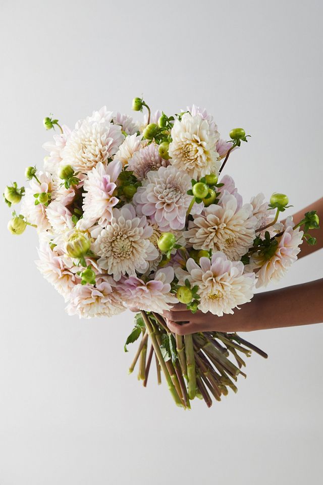 Fresh Creme Dahlia Bouquet | Terrain