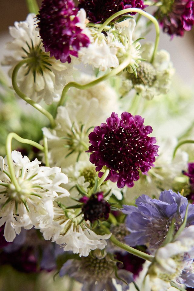 Fresh Scabiosa Bouquet #1