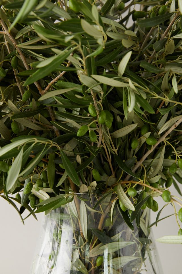 Fresh Olive Tree Branch Bunches – Willow and Wolf Ranch Equestrian