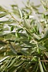 Fresh Olive Branch Bunch #3