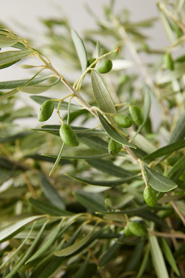 Fresh Olive Branch Bunch #6