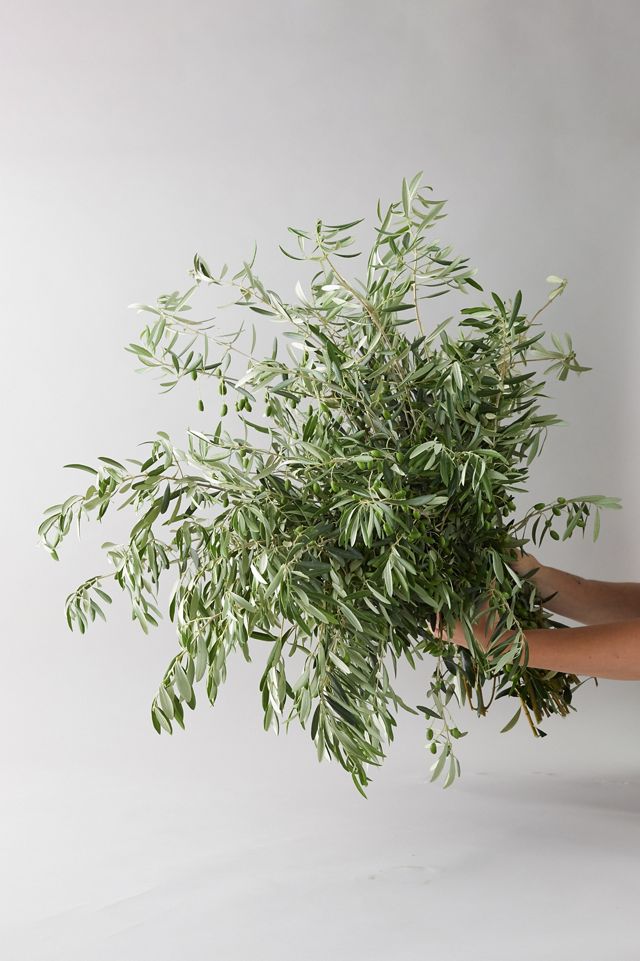 Fresh Olive Branch Greenery