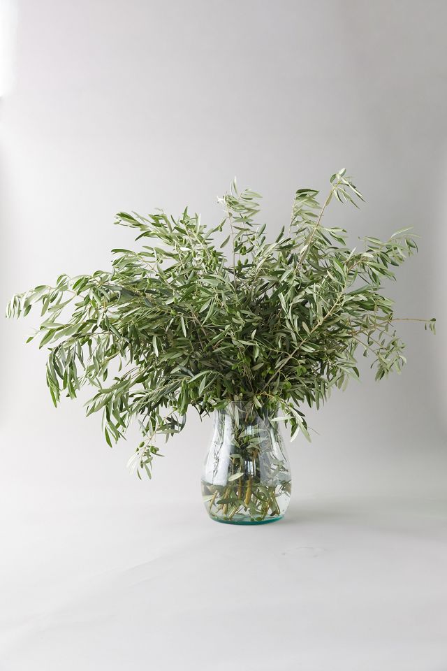 Fresh Olive Branch Bunch #4