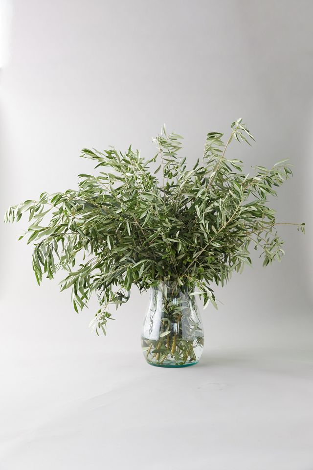 Fresh Olive Branch Greenery