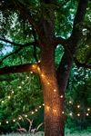Stargazer Garden Lights Set of 21 Bulbs, Clear