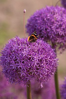 Allium ‘Ambassador’ Bulb