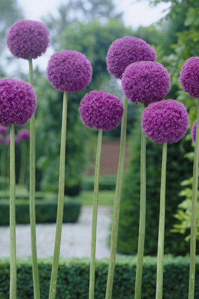 Allium ‘Ambassador’ Bulb #1