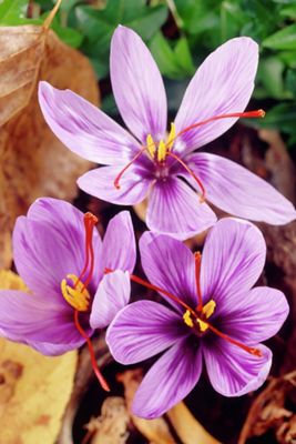 Crocus Sativus Corms