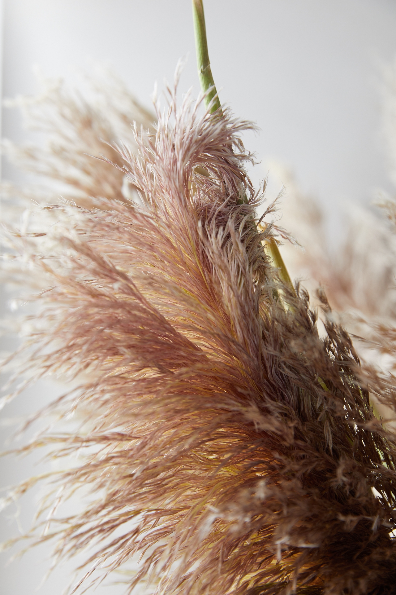 Fresh Pampas Grass