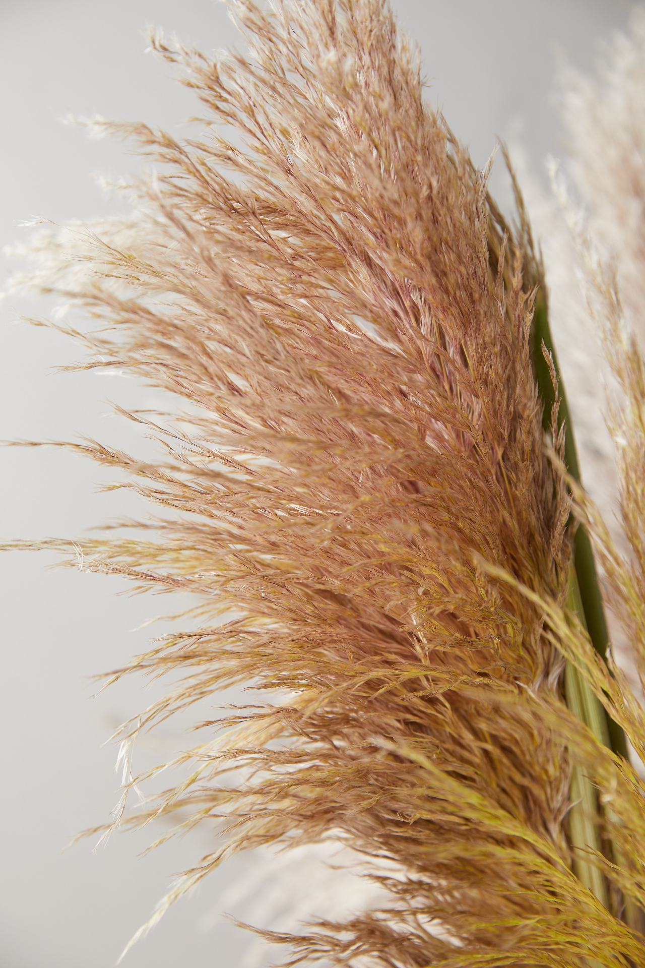 Fresh Pampas Grass