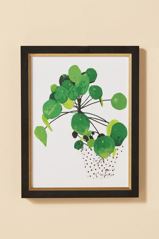 Pila Peperomioides Wall Art #1