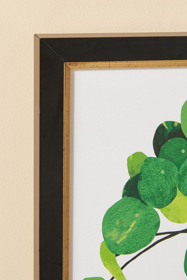 Pila Peperomioides Wall Art #2