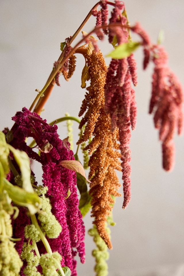 Amaranth Bunch #1