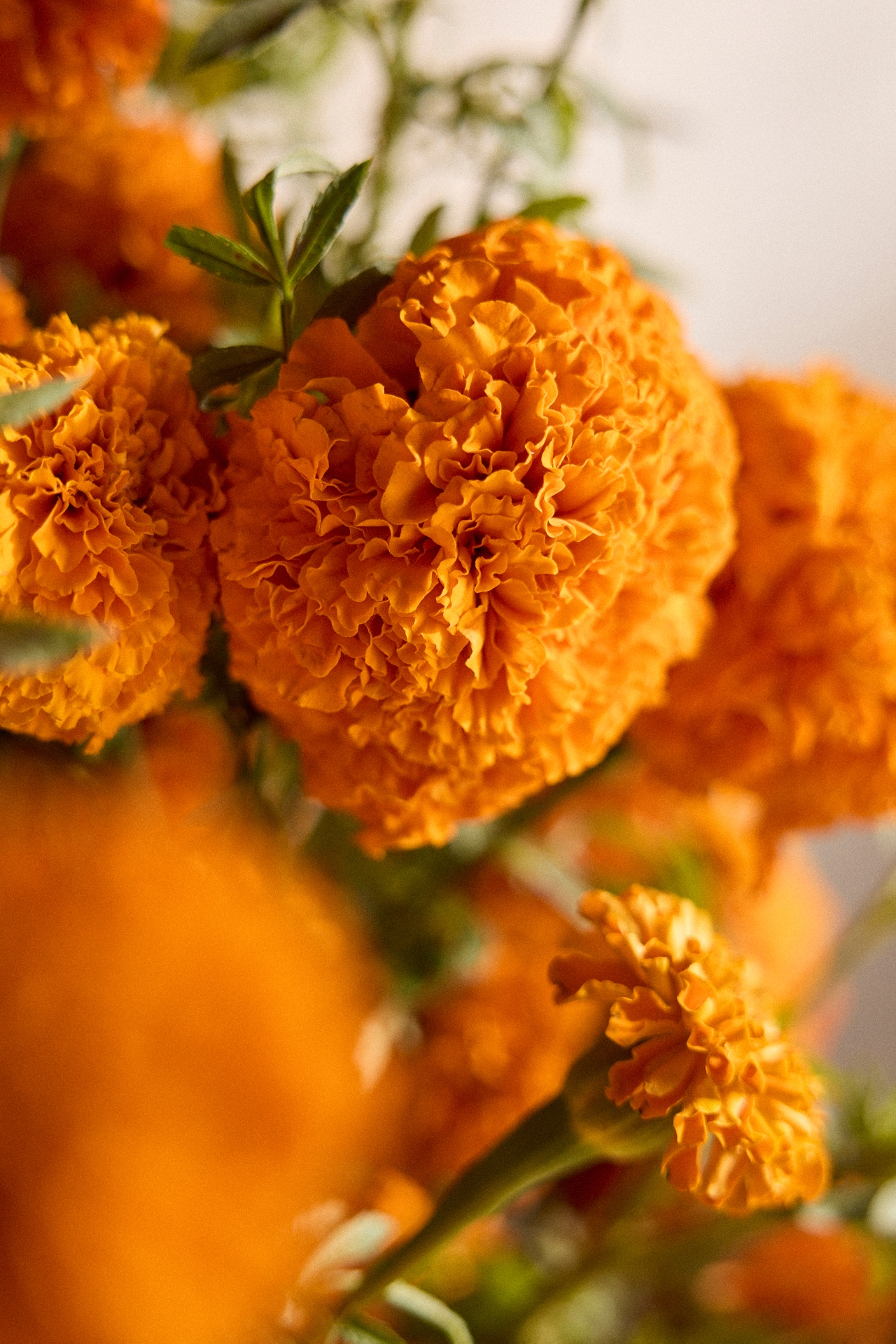 Marigold Bouquet