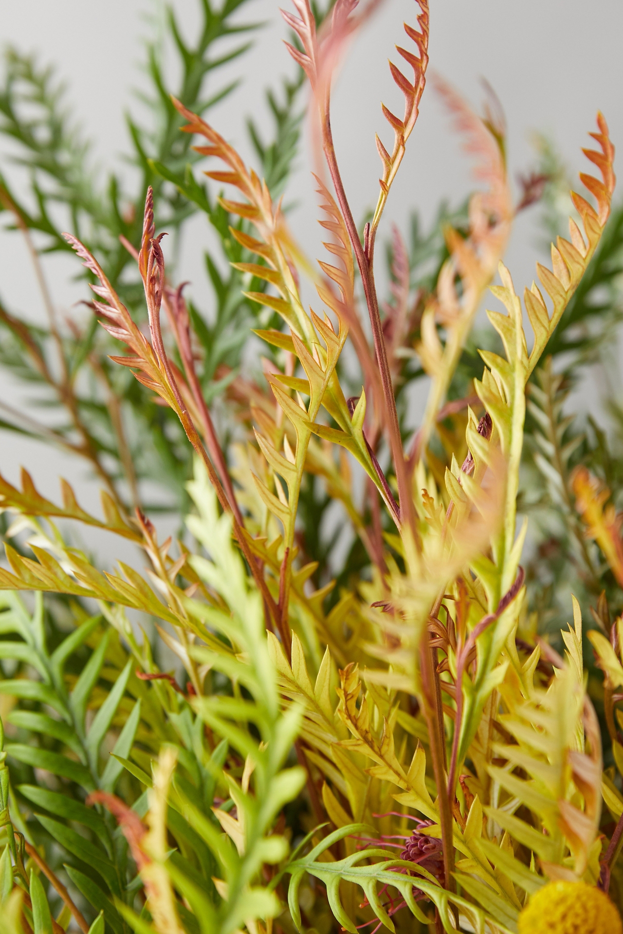 Grevillea + Craspedia Bouquet