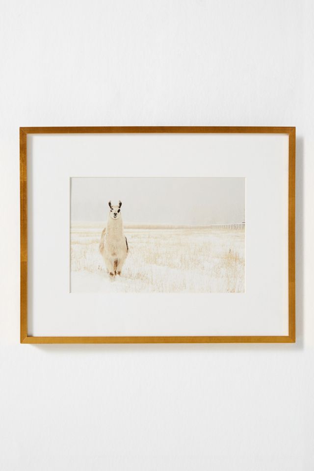 Llama In The Snow Wall Art #1