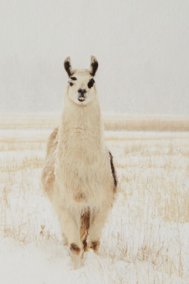 Llama In The Snow Wall Art #2