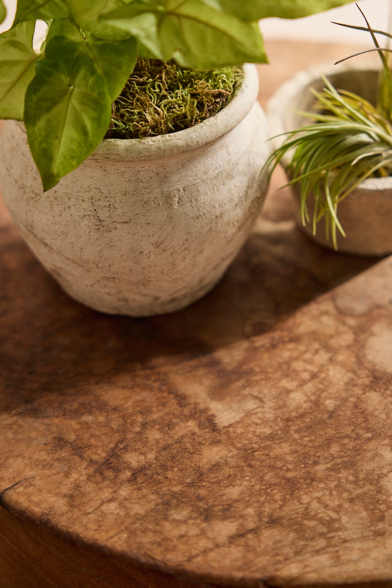 Teak Root Side Table